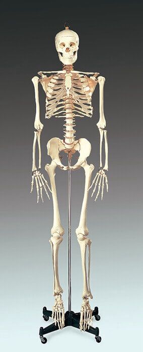 Budget Bucky 5ft 6in Adult Model Resin Skeleton