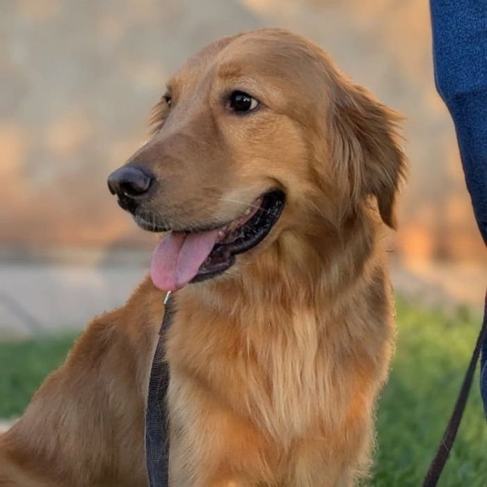 4yo Golden Retriever Female