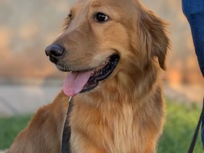 4yo Golden Retriever Female