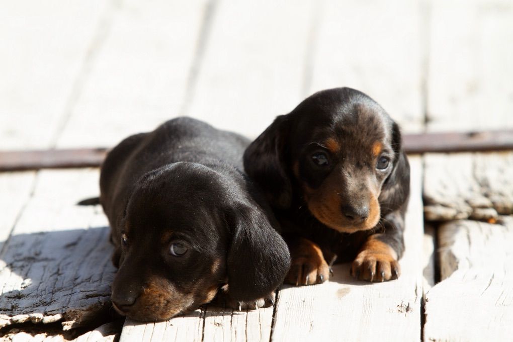 Purebred Shorthair Mini Dachshund Puppies