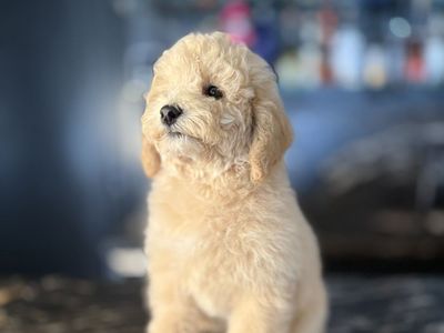 🥰 Sweet AKC Poodle Puppy - House Trained & Ready
