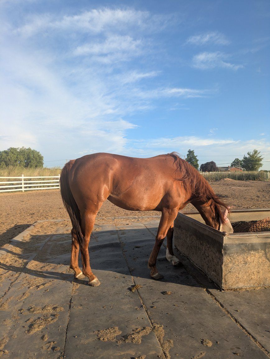 5 y/o AQHA Sorrel Mare