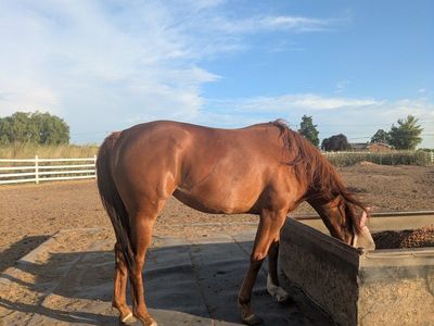 5 y/o AQHA Sorrel Mare