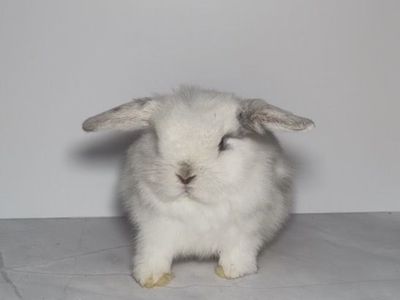 Holland Lop Doe