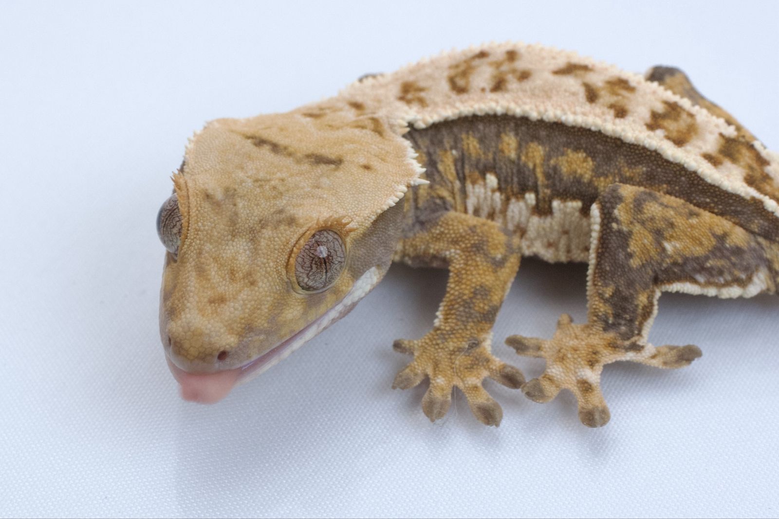 Young Crested Gecko