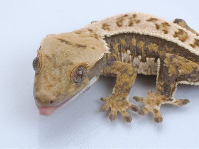 Young Crested Gecko