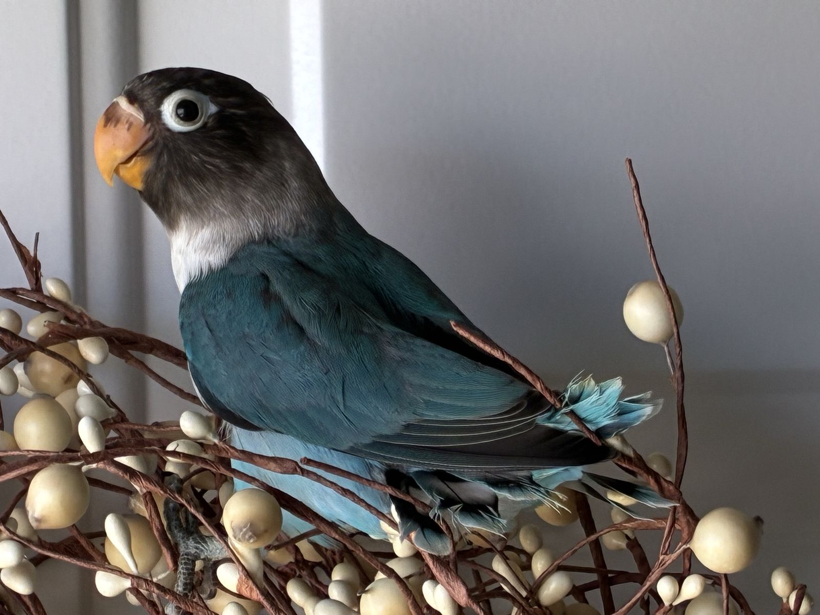 Beautiful Blue Black-Masked Lovebirds available.