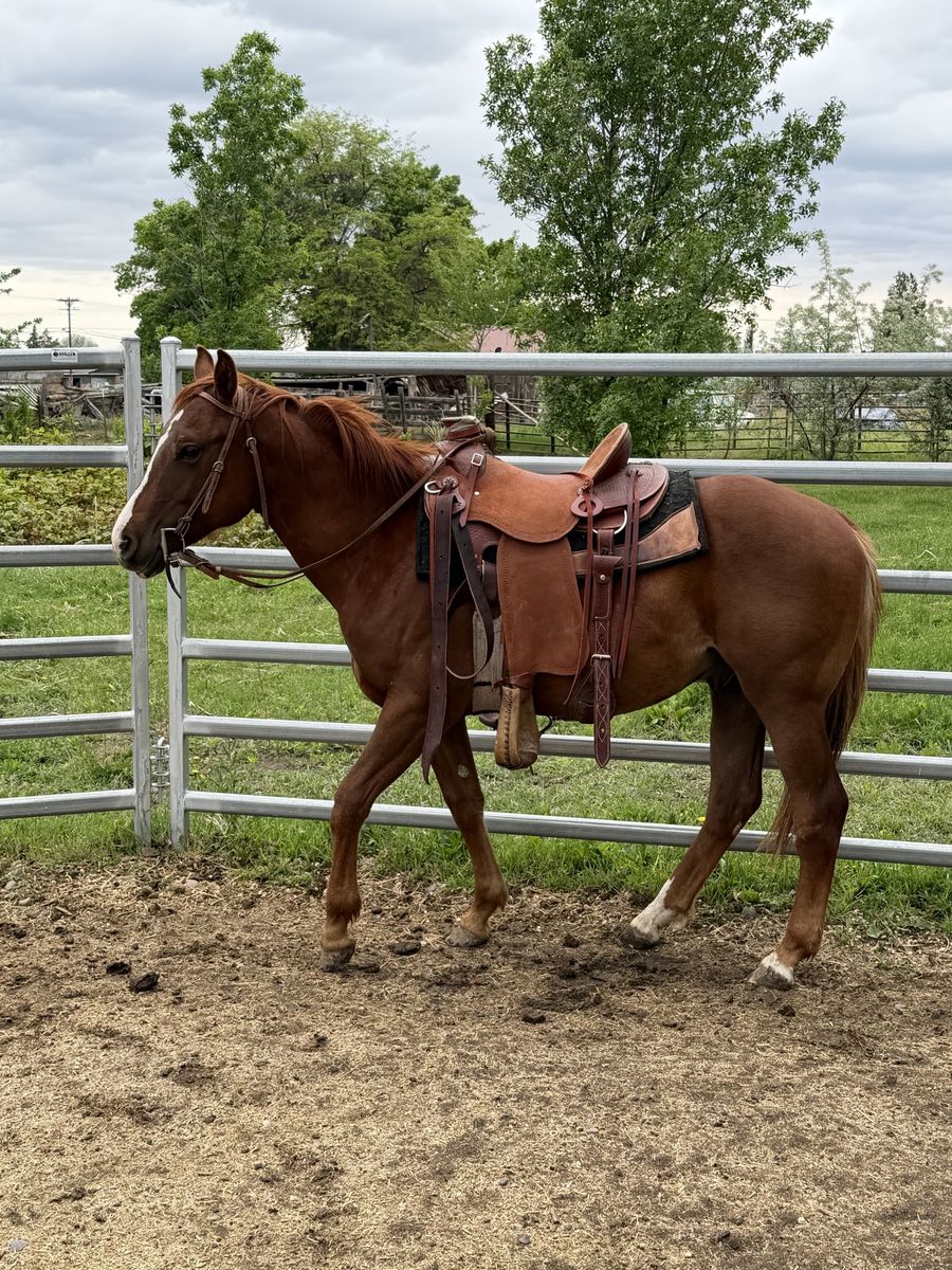 Super Gentle  started 2 year old gelding