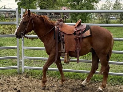 Super Gentle started 2 year old gelding