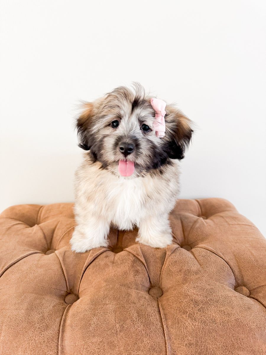 Maltese Mix - Maltonese - Maltese, Havanese, Coton, Toy Poodle - ESA Companion Dog, Lap Dog, Service Animal Potential, Trained