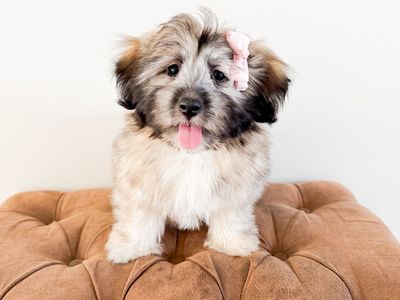 Maltese Mix - Maltonese - Maltese, Havanese, Coton, Toy Poodle - ESA Companion Dog, Lap Dog, Service Animal Potential, Trained