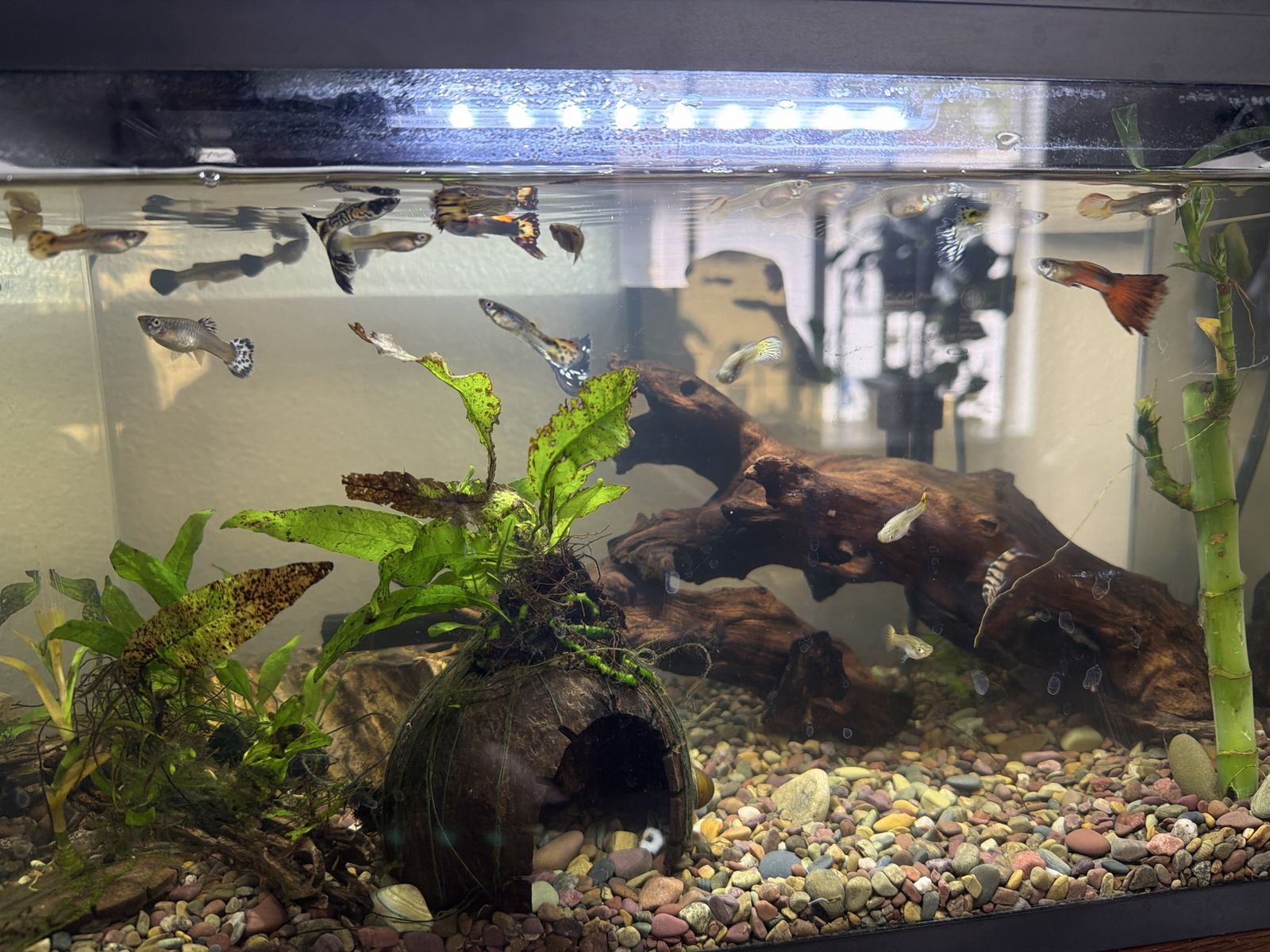 Fancy guppies 