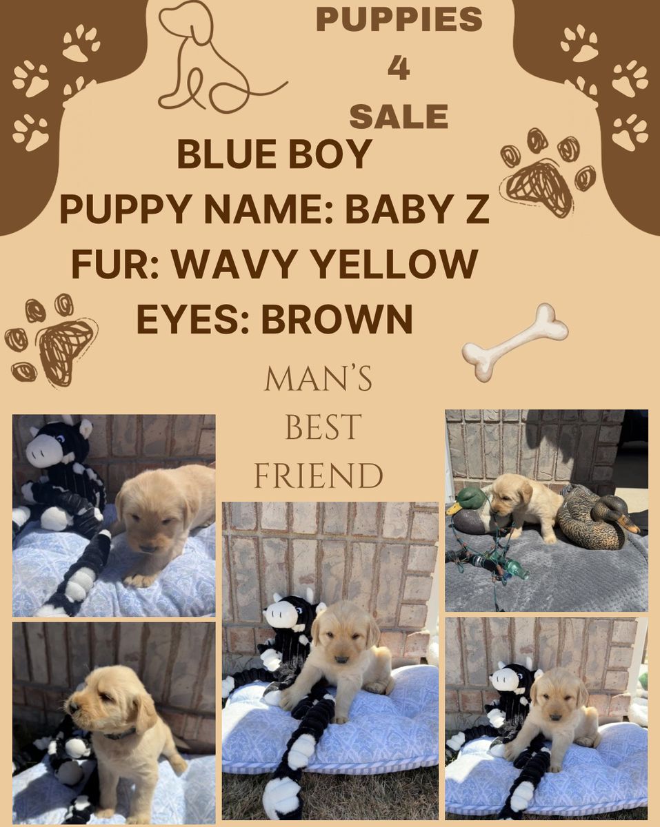Labrador puppies