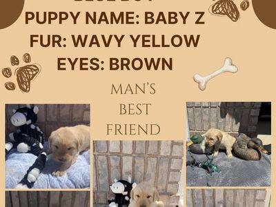 Labrador puppies