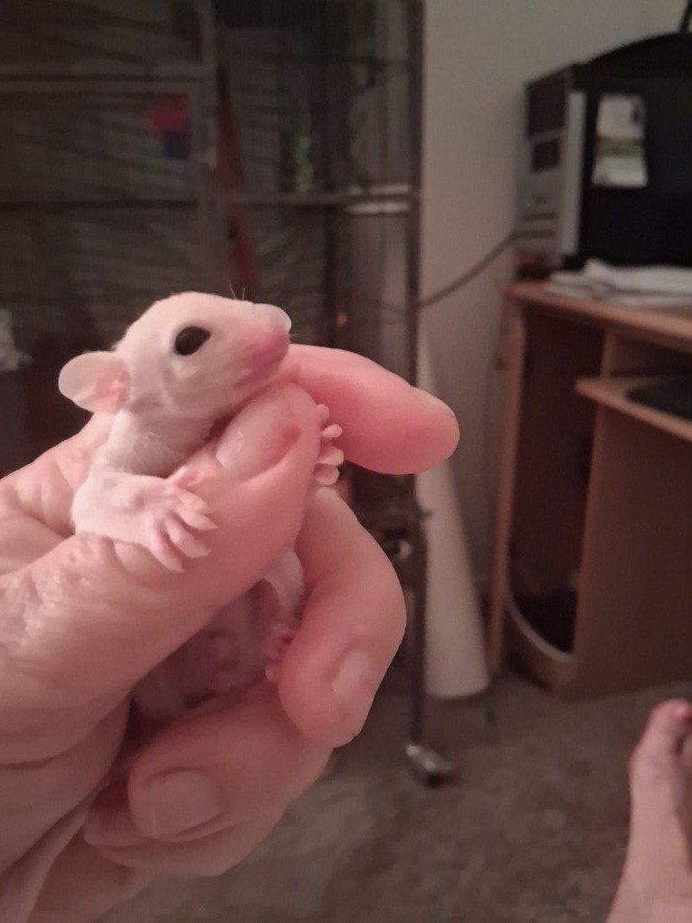 sugar glider Joey's