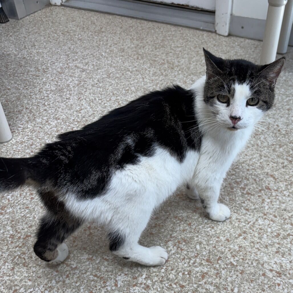 Hello my name is Elfie