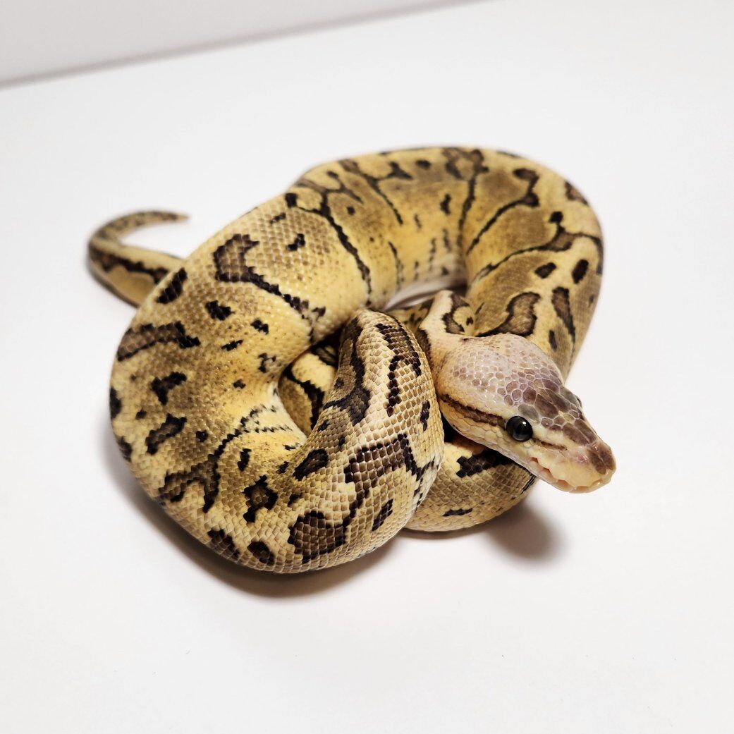Chocolate Pastel Vanilla Pinstripe het DG