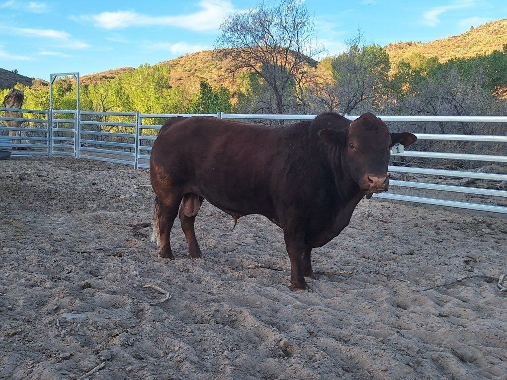 Beefmaster Bulls