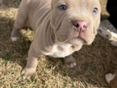 Purebred Pitbull Puppies