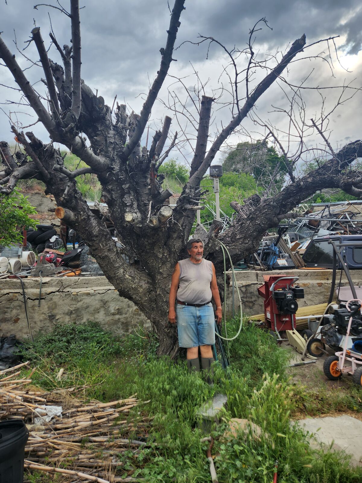 90 year old  American cherry tree