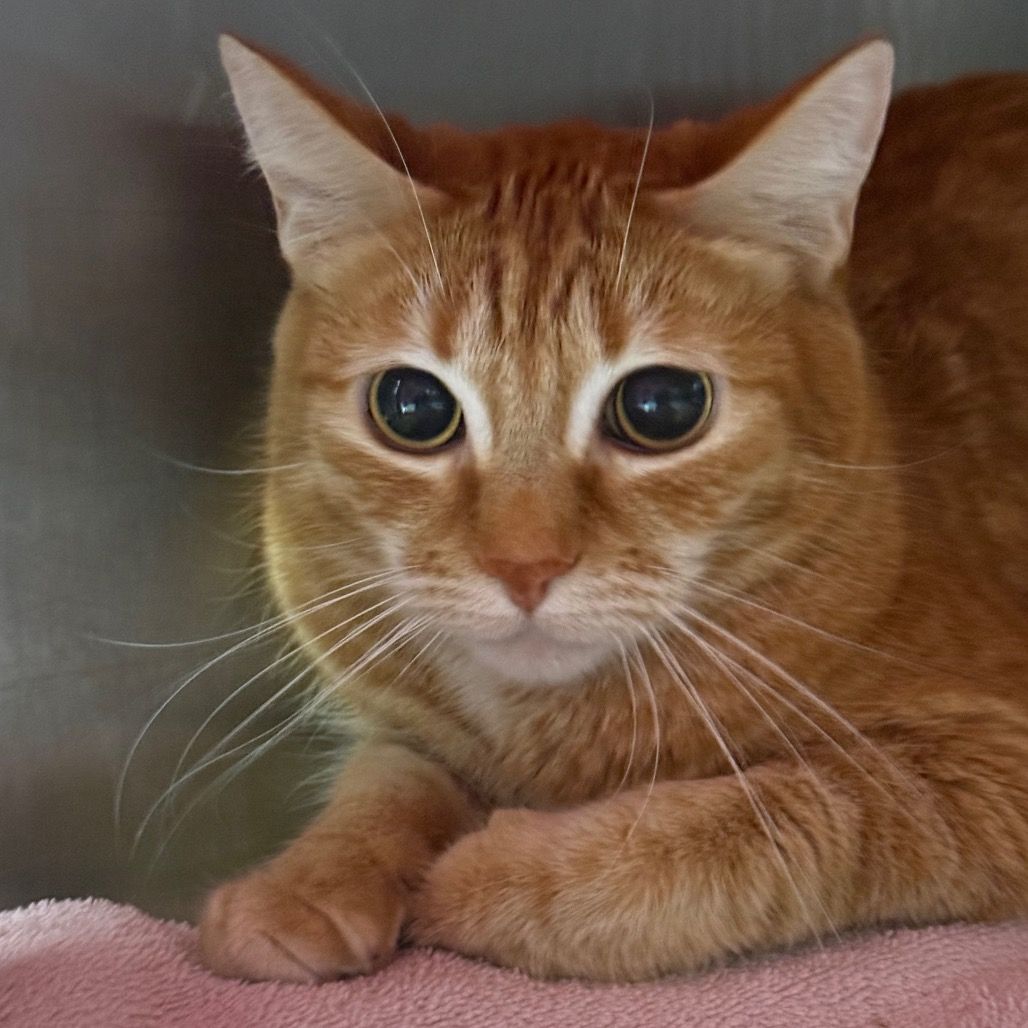 Hello my name is Galadriel