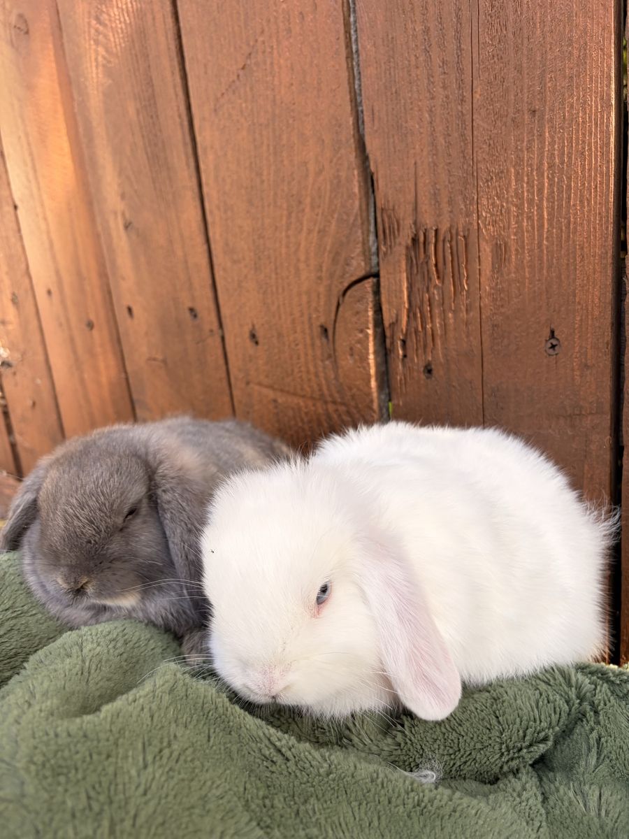 Purebred Holland Lop Bunnies – Born April 23