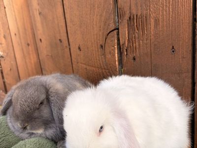 Purebred Holland Lop Bunnies – Born April 23