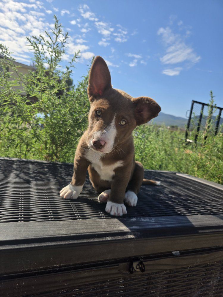 6 Border Collie-Corgie Mix Puppies -Ready for New Homes (5male, 1 female)