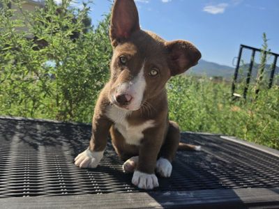 6 Border Collie-Corgie Mix Puppies -Ready for New Homes (5male, 1 female)