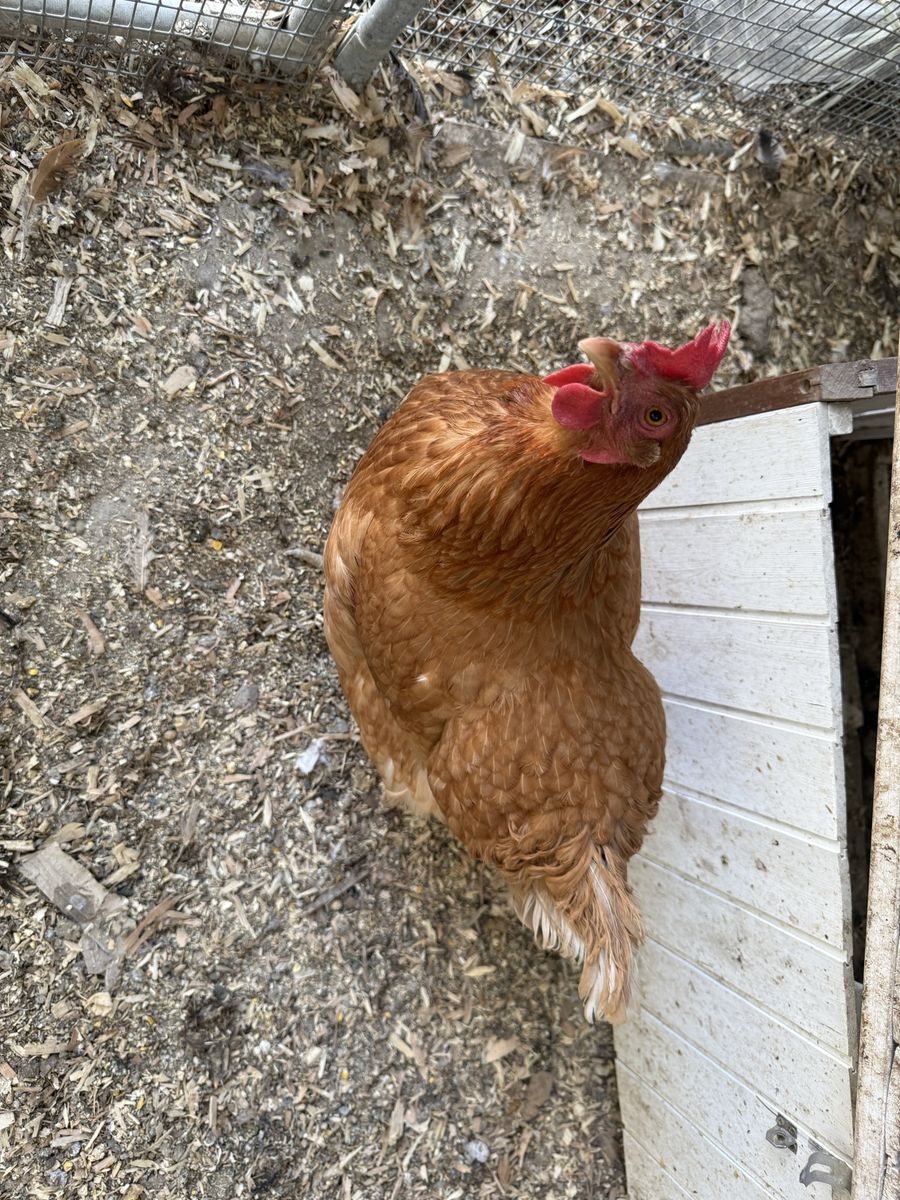 Chicken for sale