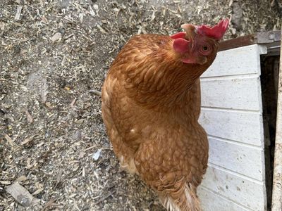 Chicken for sale