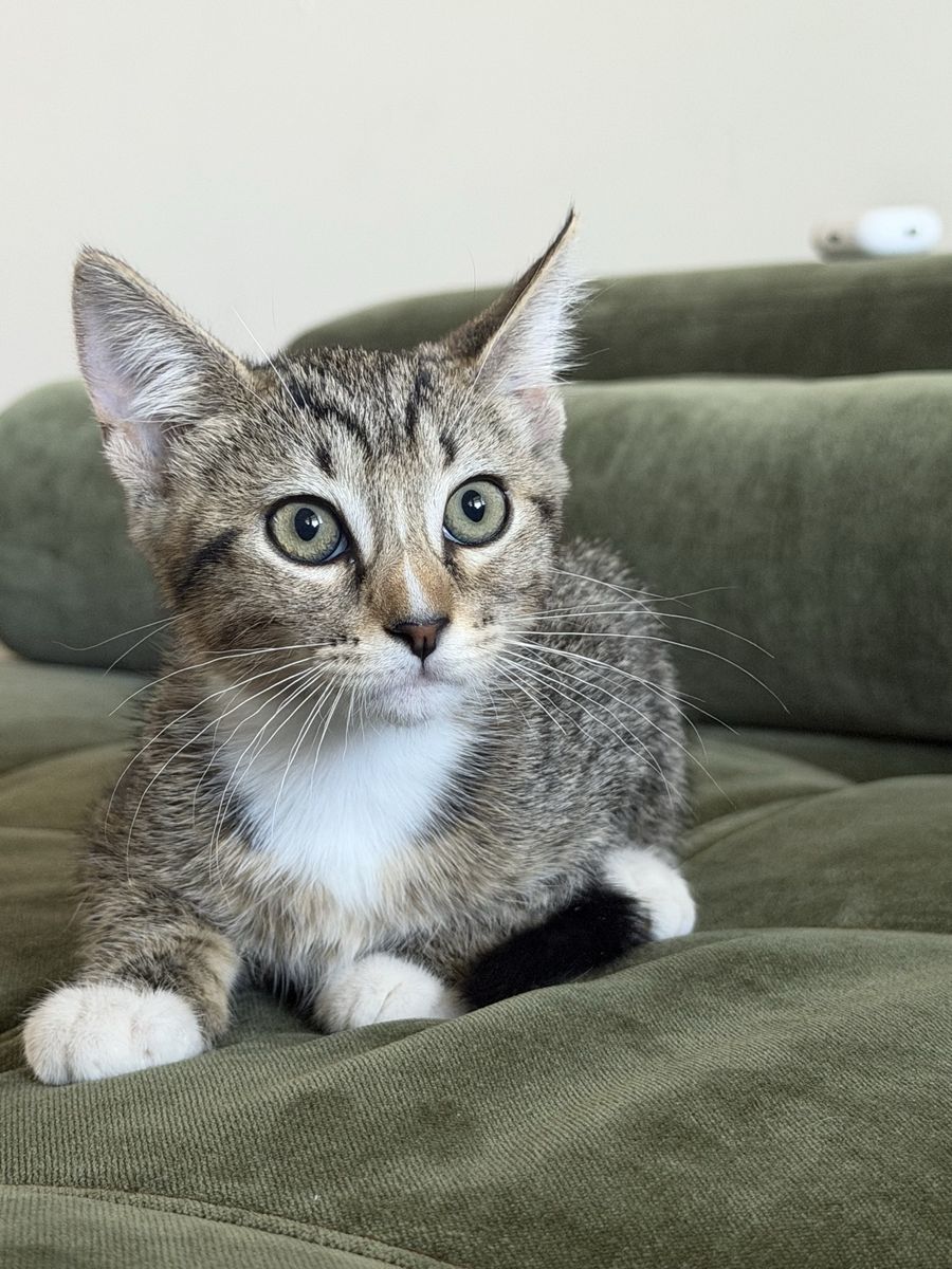Half Siberian Kittens for Sale