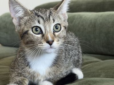 Half Siberian Kittens for Sale