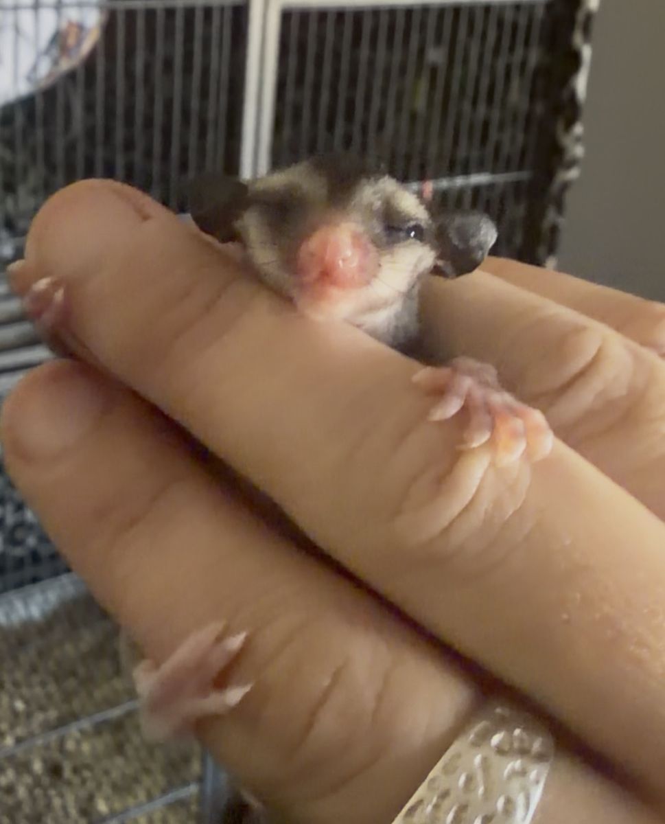Female Black Face Black Beauty Sugar Glider Joey - Twilly