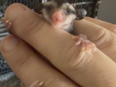 Female Black Face Black Beauty Sugar Glider Joey - Twilly