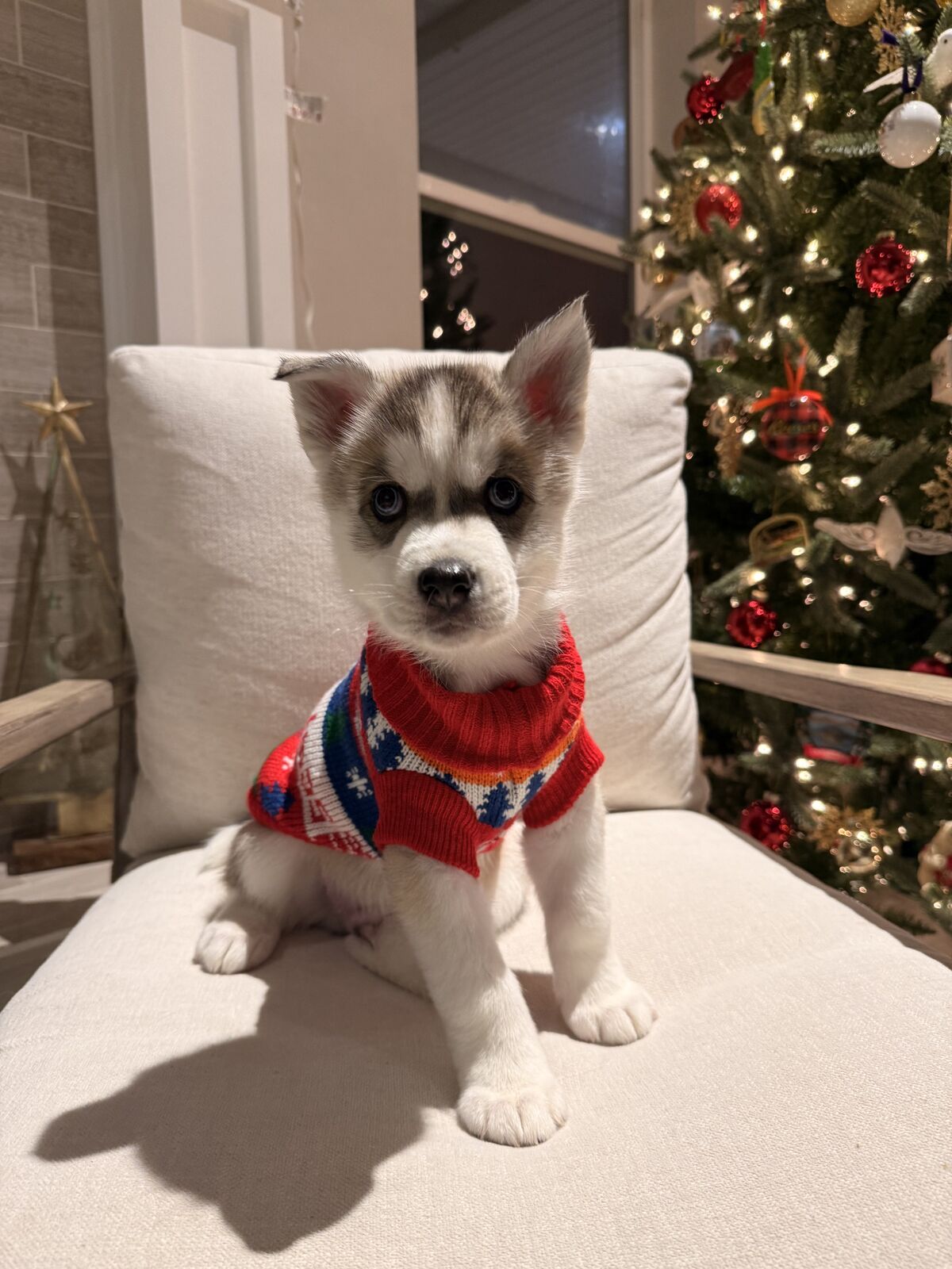 Purebred Siberian Husky Puppies