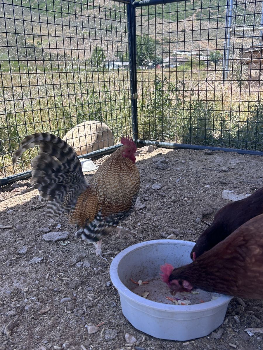 Free Bantam Rooster