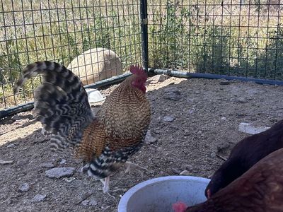 Free Bantam Rooster