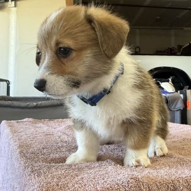 Adorable Corgi Puppies (AKC) Ready Now!