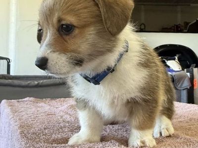 Adorable Corgi Puppies (AKC) Ready Now!