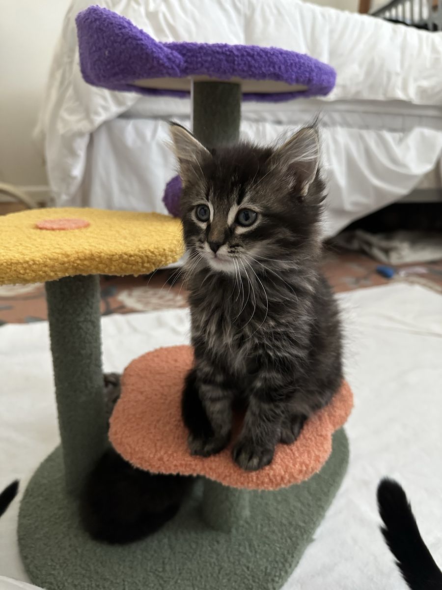 Kittens