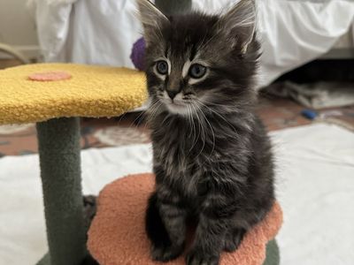 Kittens