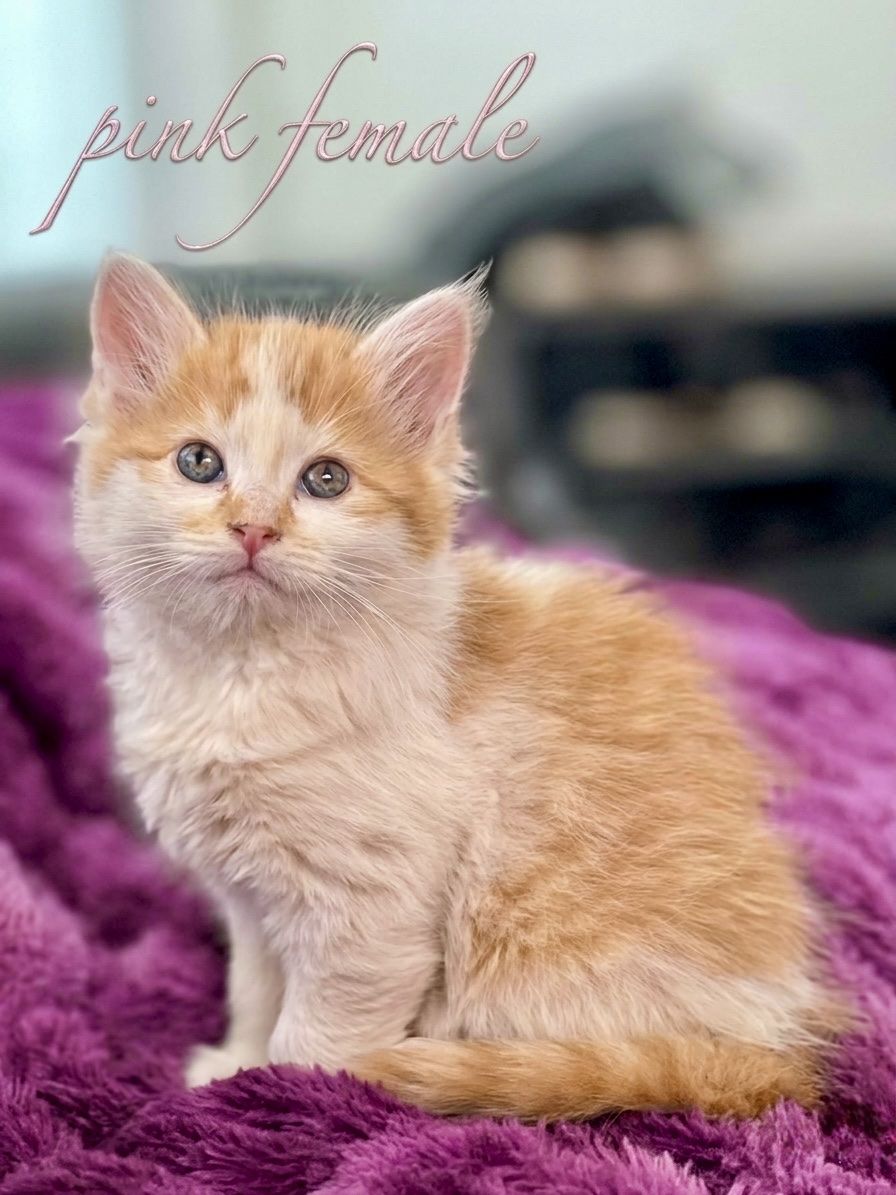 🧡🤍Adorable Long Haired Orange and White Kittens