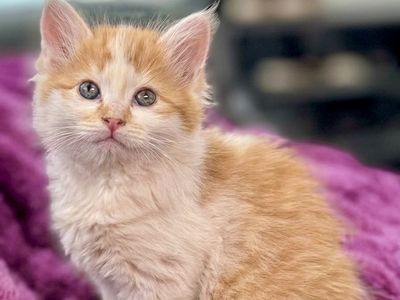 🧡🤍Adorable Long Haired Orange and White Kittens