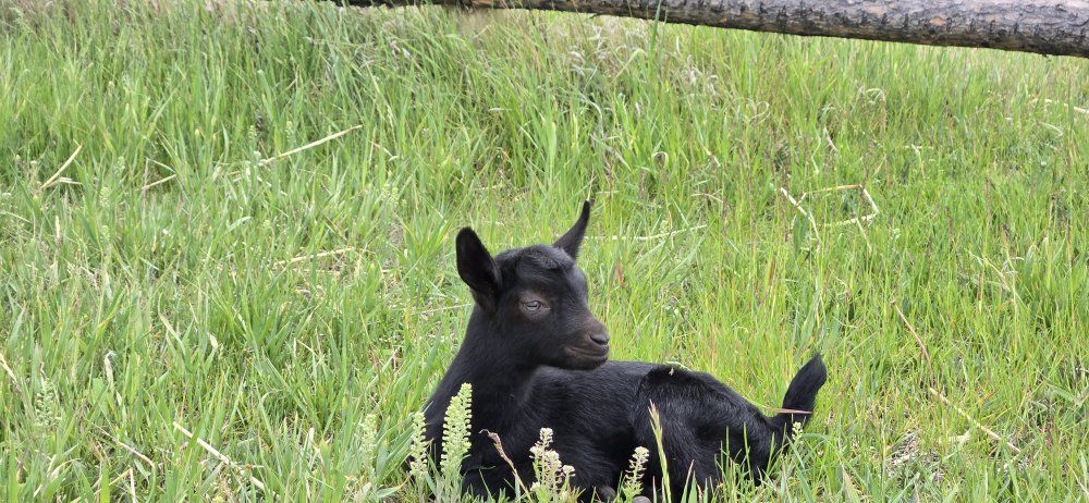 black oberhasli kids
