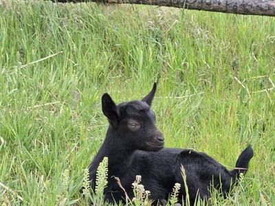 black oberhasli kids