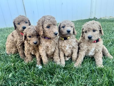 Adorable Mini Goldendoodle Puppies - 4 Females, Potty/Crate Trained, First Shots