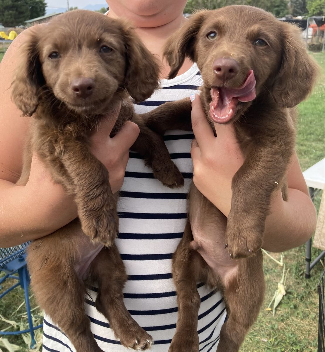 Pure bred chocolate mini weiners