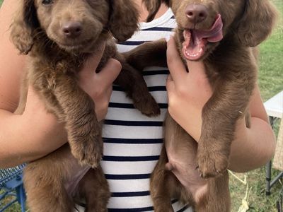 Pure bred chocolate mini weiners