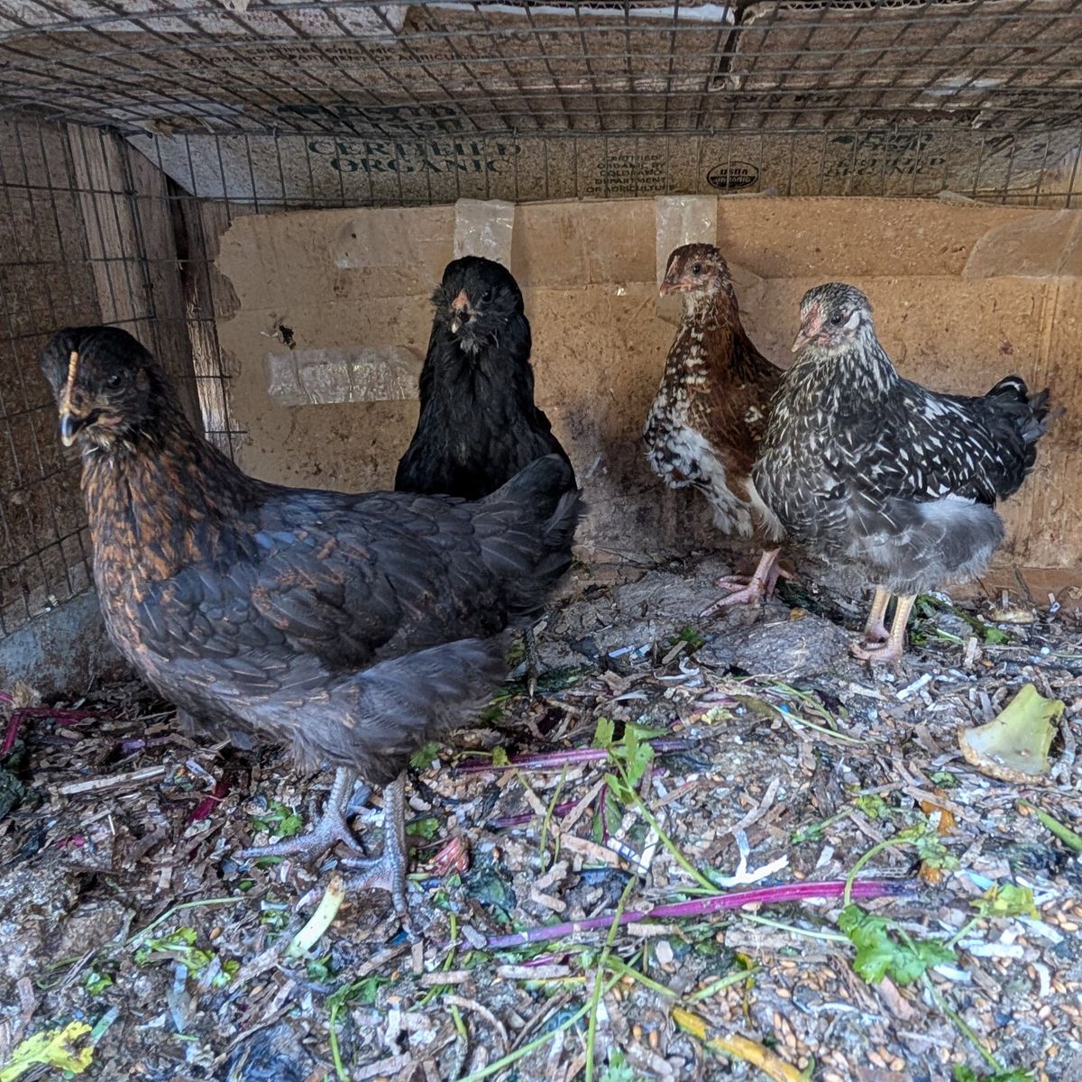 Young excellent layer hens
